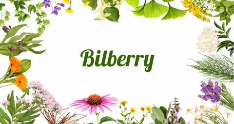 Μύρτιλλο (Bilberry)