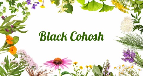 Σιμισιφούγκα (Black Cohosh)