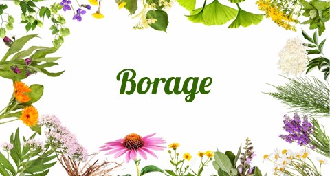 Βοραγινό (Borage)