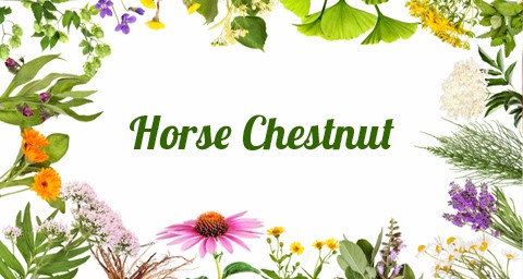 Αγριοκάστανο (Horse Chestnut)