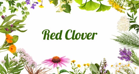 Κόκκινο Τριφύλλι (Red Clover)