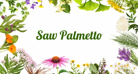 Σο Παλμέτο (Saw Palmetto)