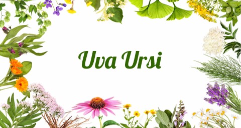 Ούβα ούρσι (Uva Ursi)